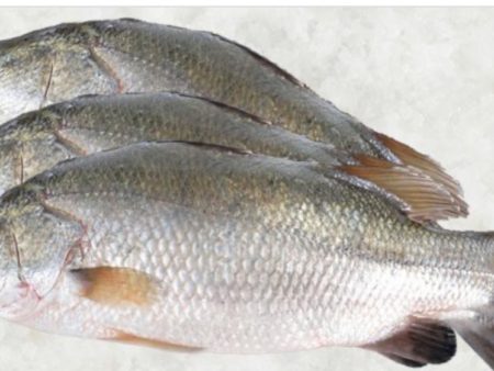 ברמונדי שלם\חתוך\נקי\טחון - מחיר לפי 59 ש"ח לקילו