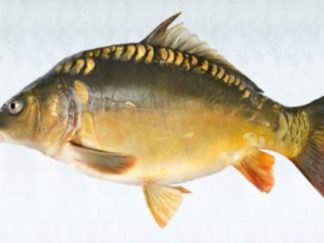 קרפיון שלם\חתוך\נקי\טחון - מחיר לפי 35 ש"ח לקילו